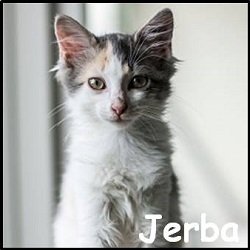 Jerba