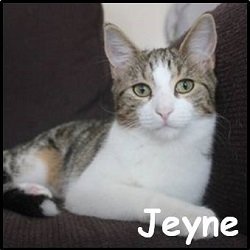 Jeyne