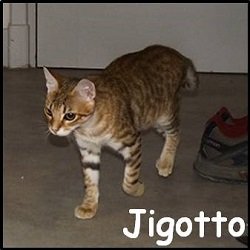 Jigotto