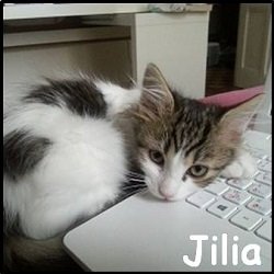 Jilia