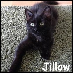 Jillow