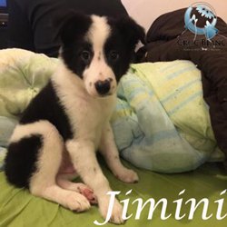 Jimini