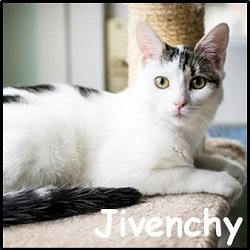 Jivenchy