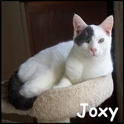 Joxy 