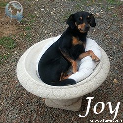 Joy Pinscher