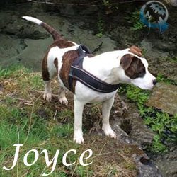 Joyce