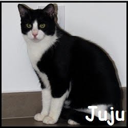 Juju