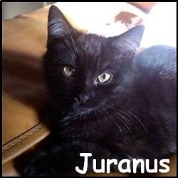 Juranus