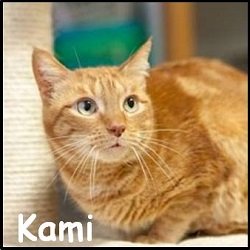 Kami