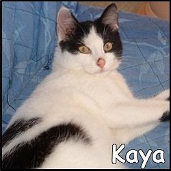 Kaya