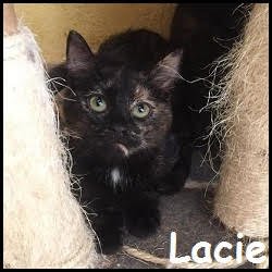 Lacie