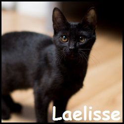 Laelisse