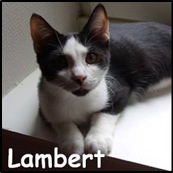 Lambert