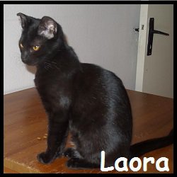 Laora