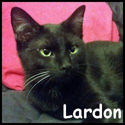 Lardon