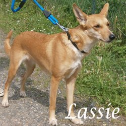 Lassie