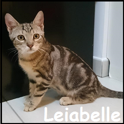 Leiabelle