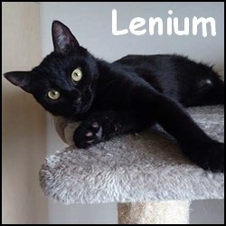 Lenium