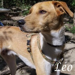 Léo 2