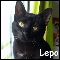 Lepo