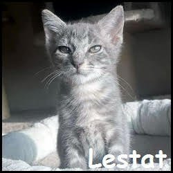 Lestat