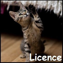 Licence