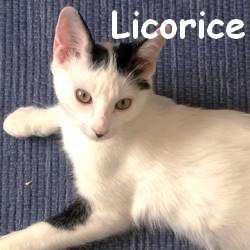 Licorice