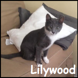 Liliwood