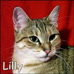 Lilly