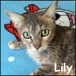 Lily