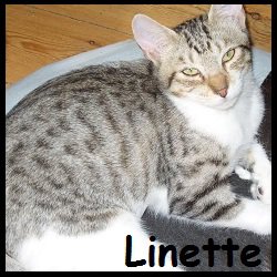 Linette