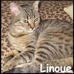 Linoue