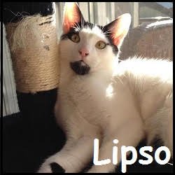 Lipso