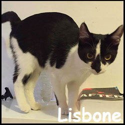 Lisbone