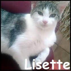 Lisette