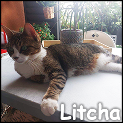 Litcha