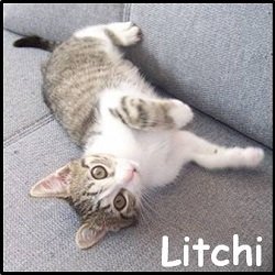Litchi