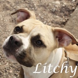 Litchy