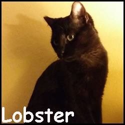 Lobster