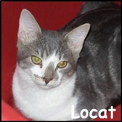 Locat