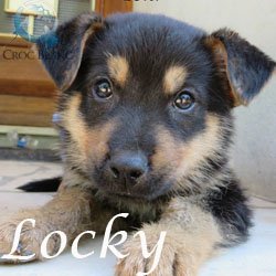 Locky