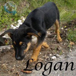 Logan