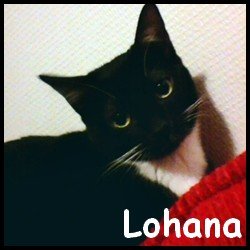 Lohana