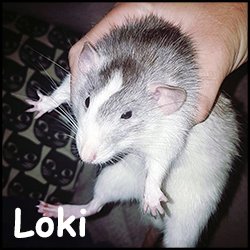 Loki