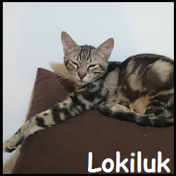 Lokiluk