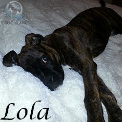 Lola