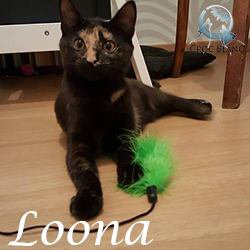 loona