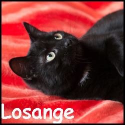 Losange