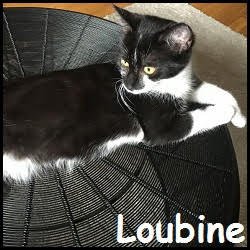 Loubine