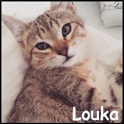 Louka